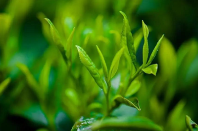茶π×π 解碼年輕化品牌營銷與功能性茶飲研發(fā)新思路
